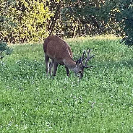 아파트 Ema Demaenovska Dolina -pavcina Lehota